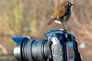 A robin sat on top of a camera.